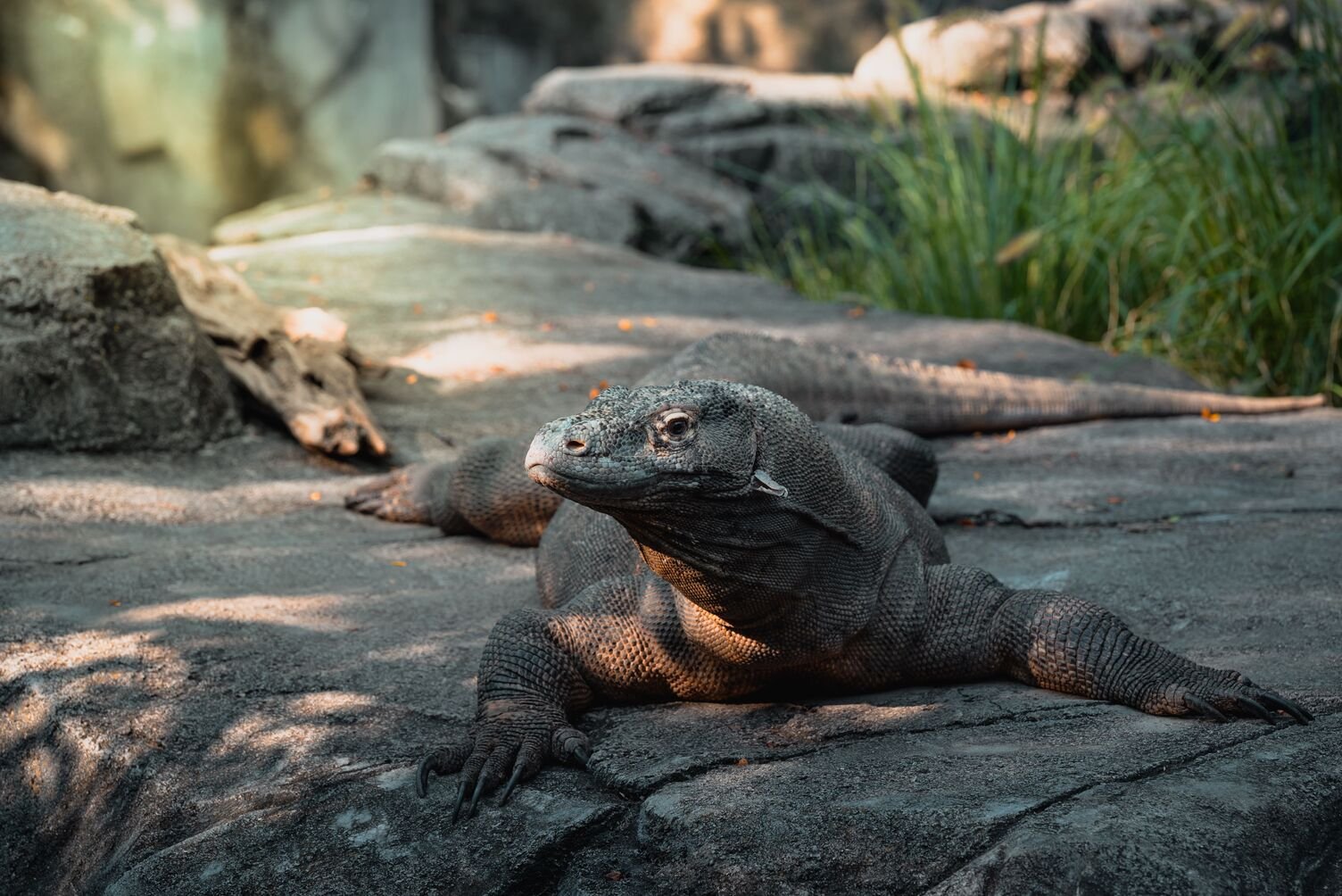 Meet the Komodo Dragons