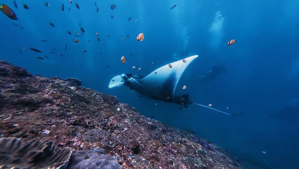 Dive with Manta Rays