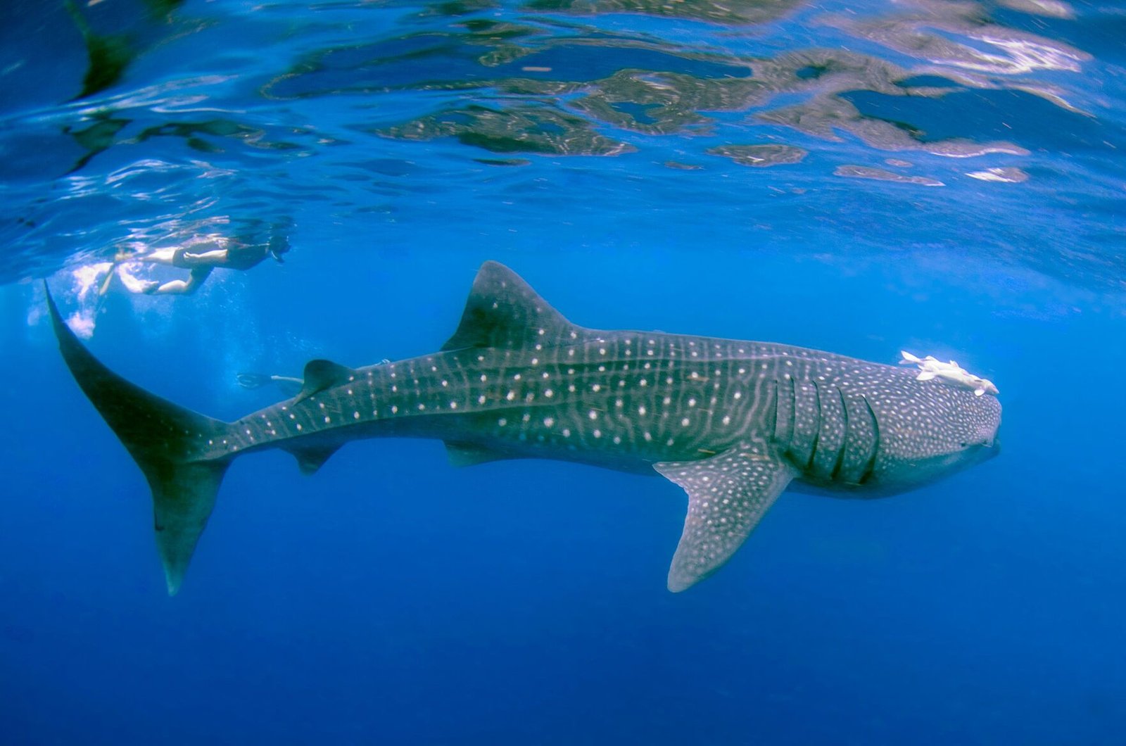Swim with Whale Sharks
